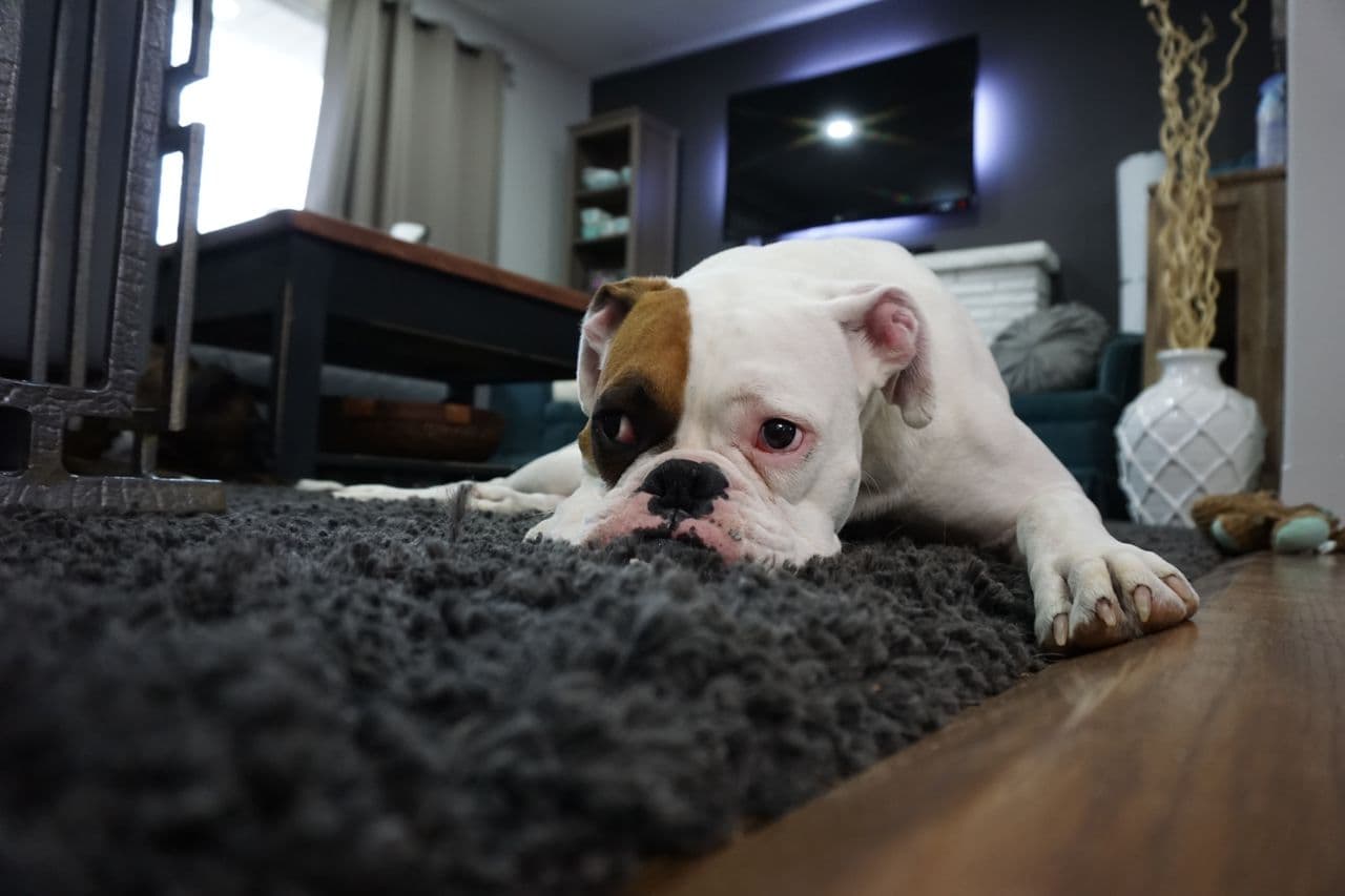 Pet Stain & Odor Removal